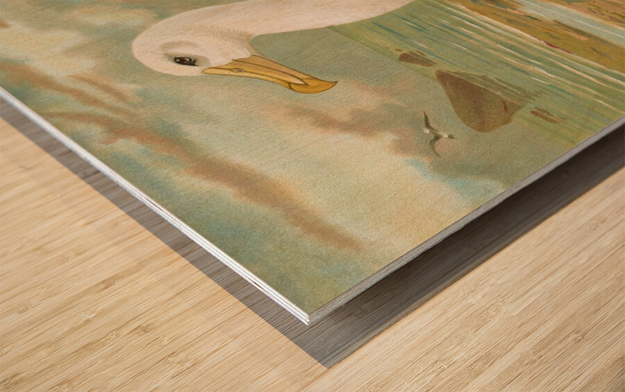 Diomedea melanophrys Boie. Schwarzzugeliger Albatros by Johann Friedrich Naumann [1780–1857] Wood print