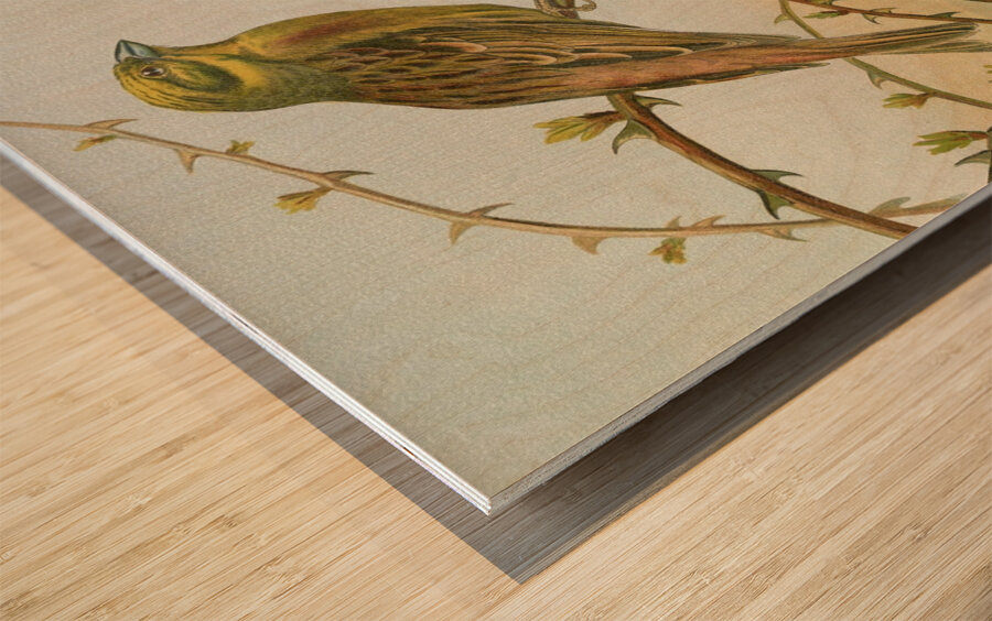 Emberiza citrinella. Emberiza cirlus by Johann Friedrich Naumann [1780–1857] Wood print