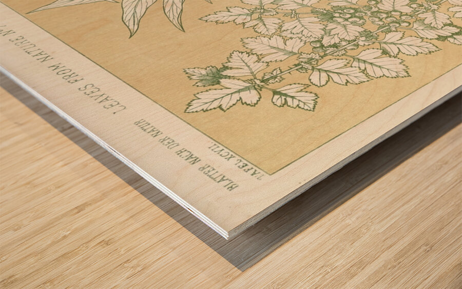 Leaves from Nature No.7 [1856] by Owen Jones [1809–1874] Wood print