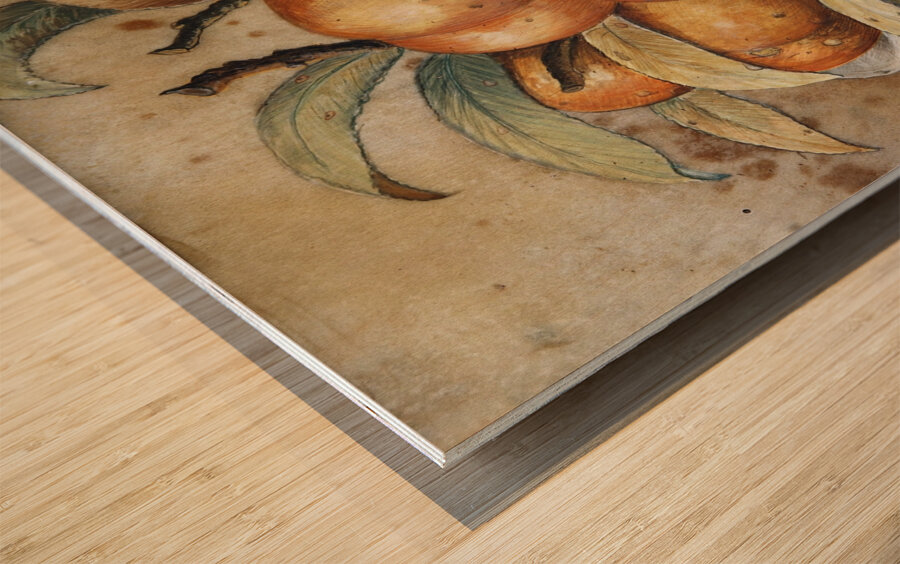 Stillleben Mit Pfirsischen Und Johannisbrot by Giovanna Garzoni [1600–1670] Wood print