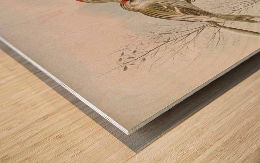 Acanthis linaria by Johann Friedrich Naumann [1780–1857] Wood print