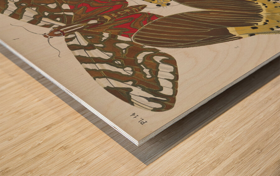 Papillons Pl.14 [1920] by Emile–Allain Séguy [1877–1951] Wood print