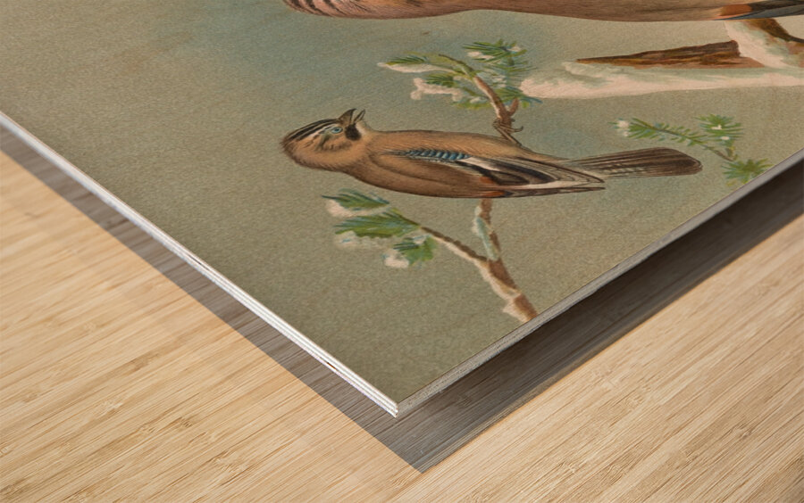 Garrulus glandarius by Johann Friedrich Naumann [1780–1857] Wood print