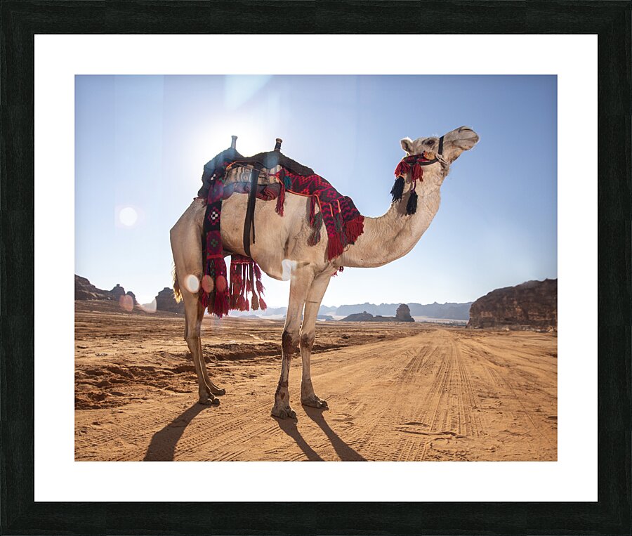 The camel Picture Frame print