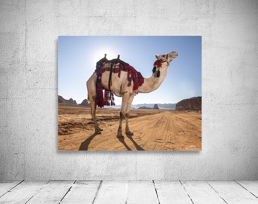 The camel Wall Preview