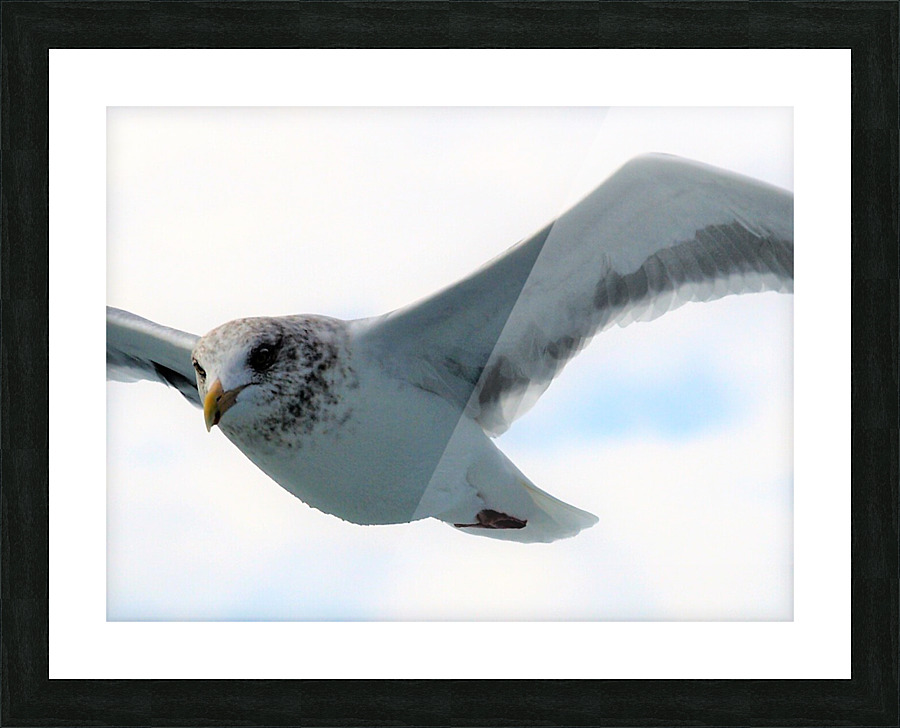 PC308302 2 Picture Frame print