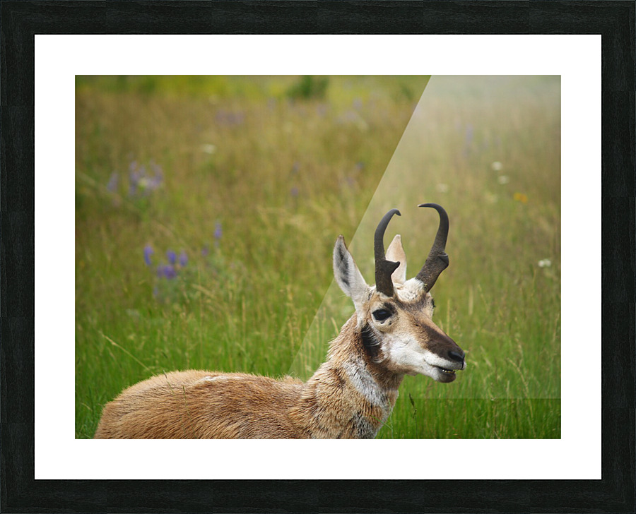 P1012736 2 Picture Frame print