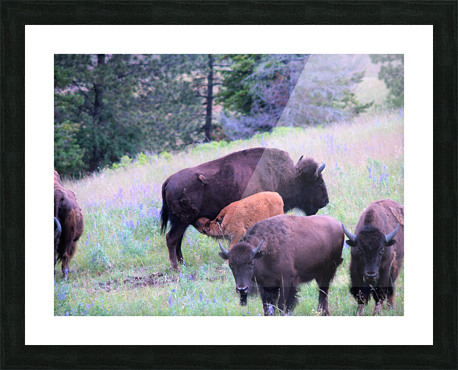 P1012725 2 Picture Frame print