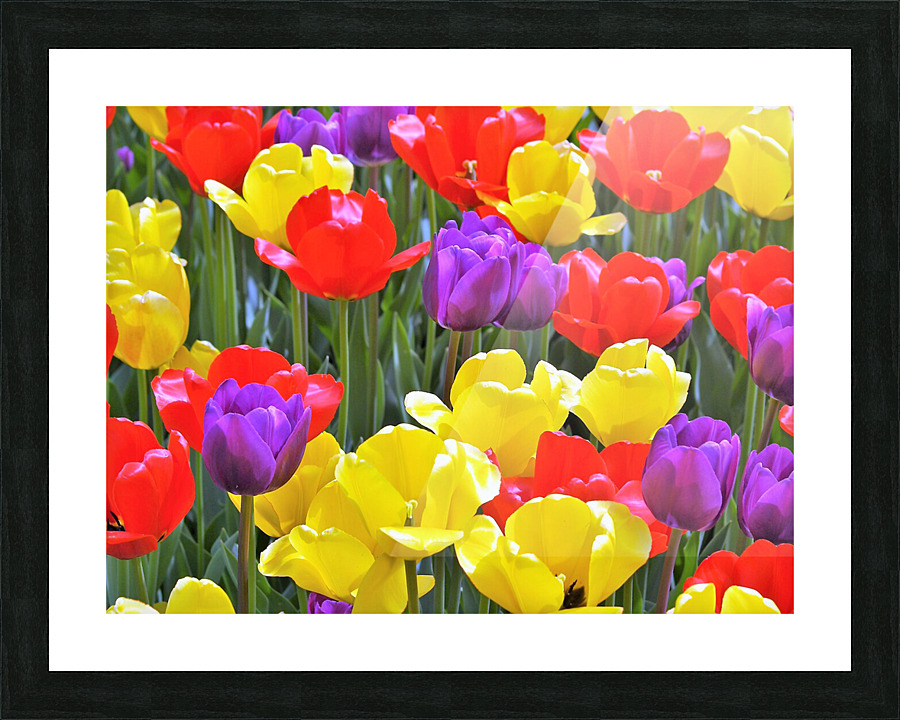 P5068701 2 Picture Frame print