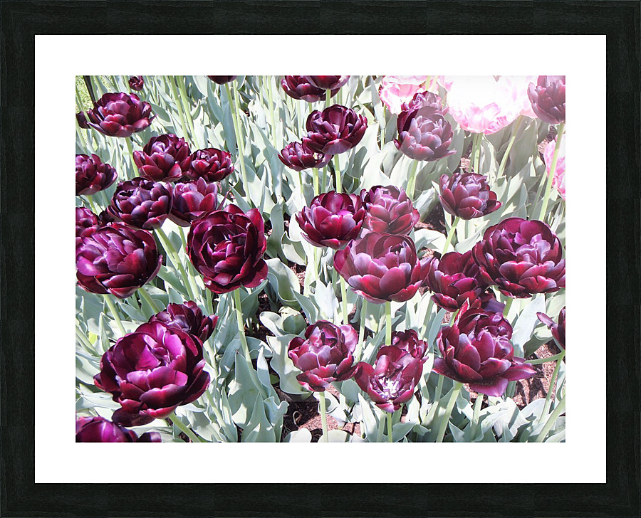 P5070447 2 Picture Frame print