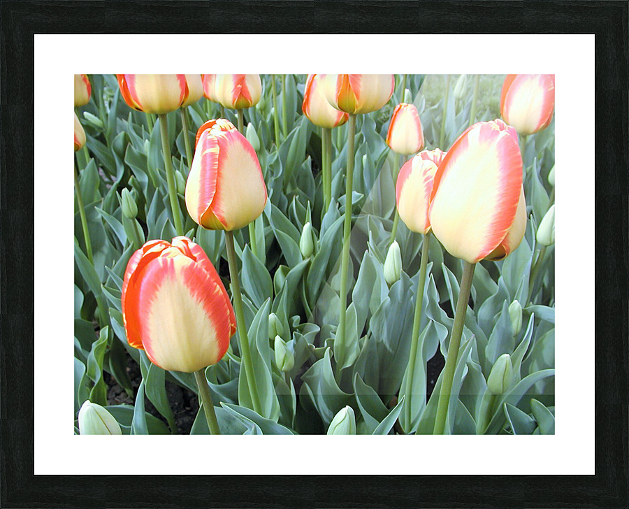 P5076557 2 Picture Frame print