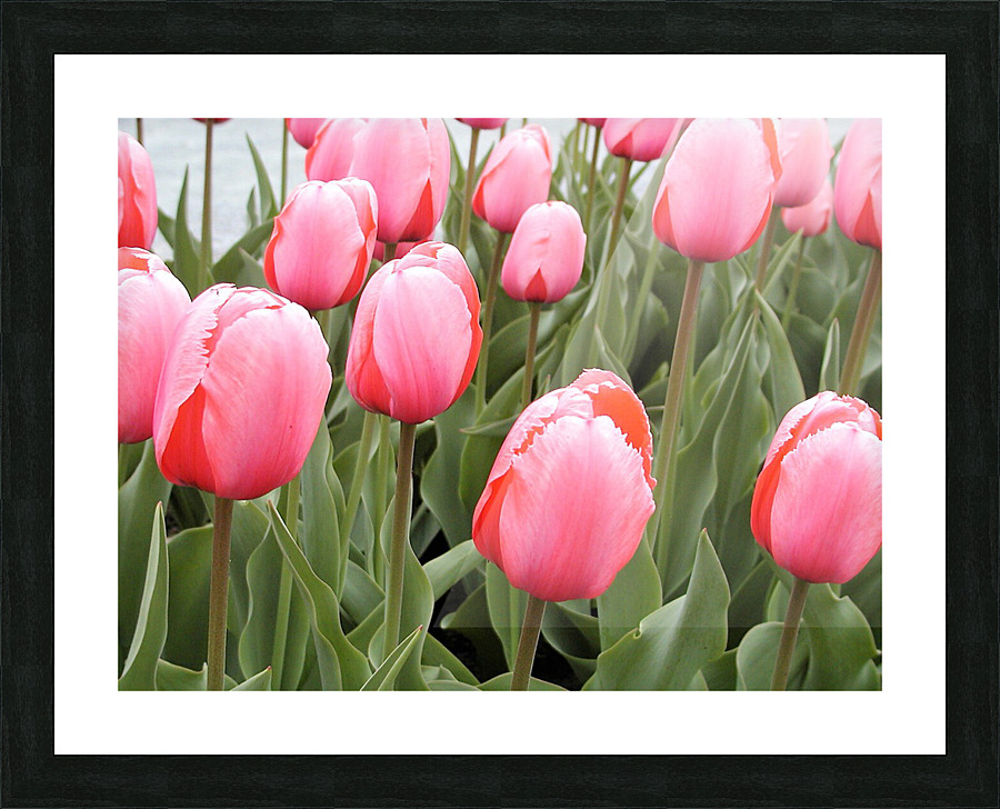 P5076567 2 Picture Frame print