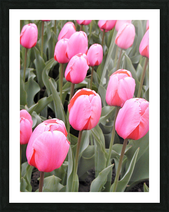 P5076568 2 Picture Frame print