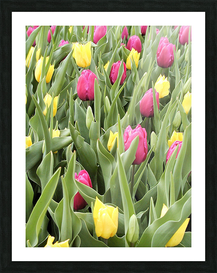 P5076621 2 Picture Frame print