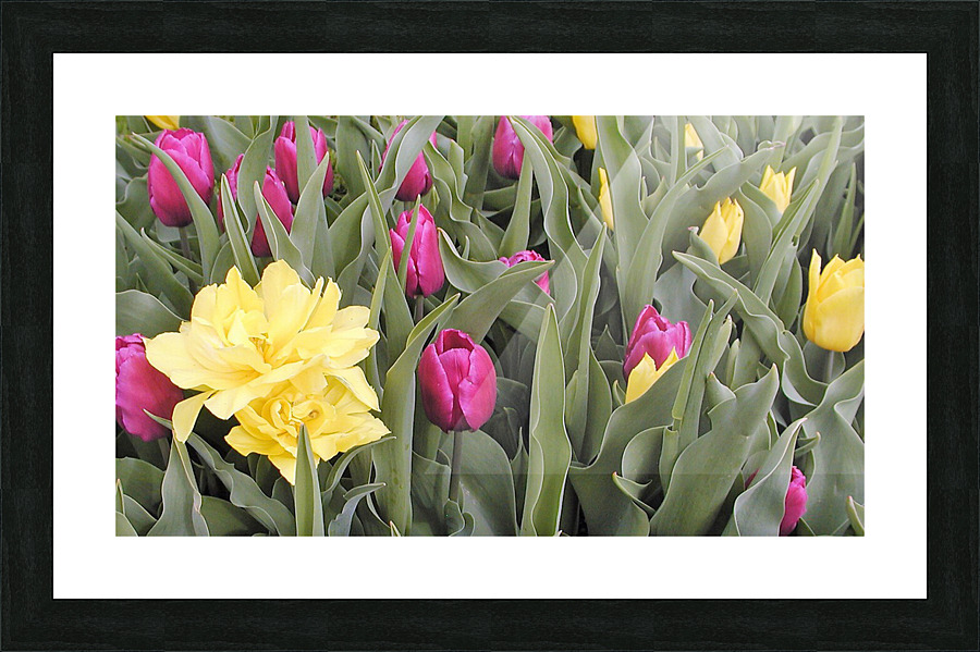 P5076624 3 Picture Frame print
