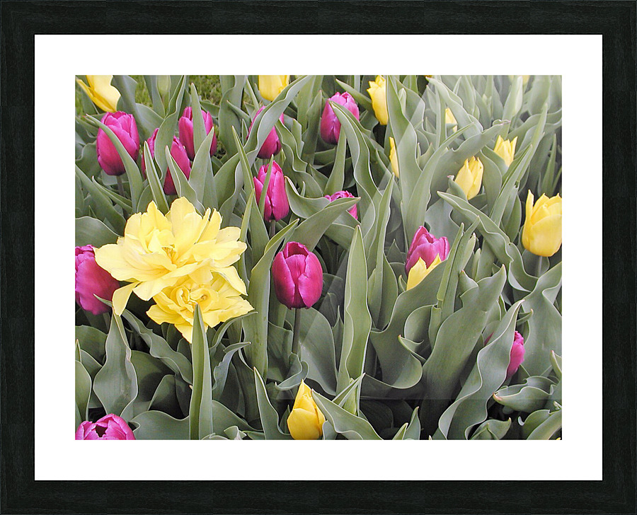 P5076624 2 Picture Frame print