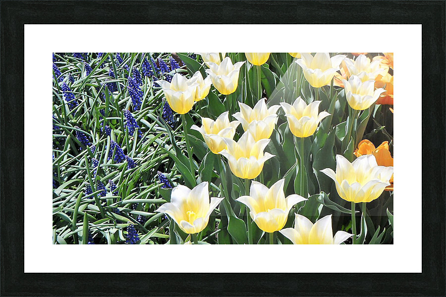 P5079771 3 Picture Frame print