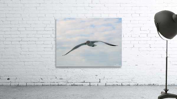 PC308321 2 Wall Preview