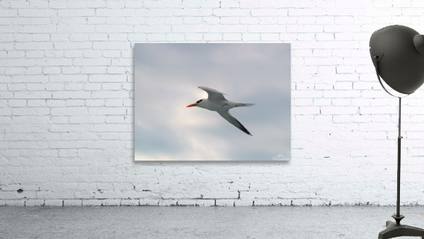 PC308382 2 Wall Preview