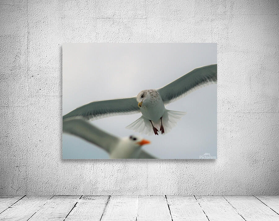 PC308356 2 Wall Preview