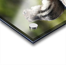 Cute chipmunk admiring a view 2 Acrylic print