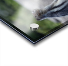 Cute chipmunk admiring a view 1 Acrylic print