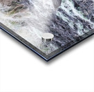 Cow moose 2 Acrylic print