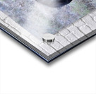 Bull moose Acrylic print