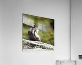 Cute chipmunk admiring a view 2 Acrylic Print