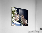 Bighorn ship Acrylic Print