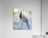 Steller’s Jay Acrylic Print