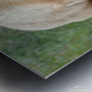 American Black Bear Metal print