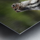 Cute chipmunk admiring a view 2 Metal print