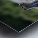 Cute chipmunk admiring a view 1 Metal print