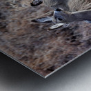 Mule Deer  Metal print