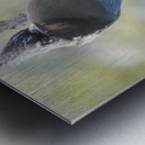 Steller’s Jay Metal print