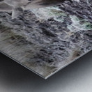 Cow moose 1 Metal print