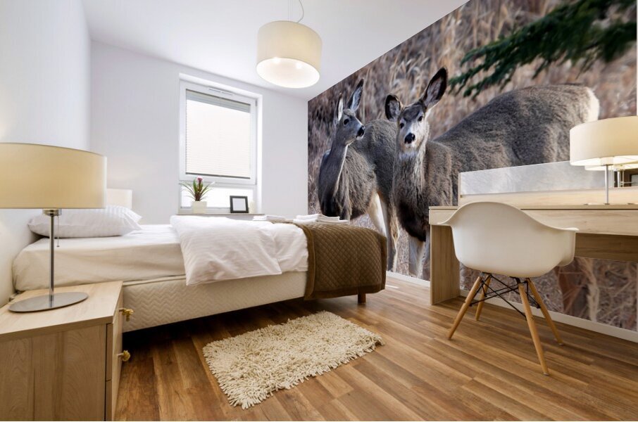 Mule Deer  Mural print