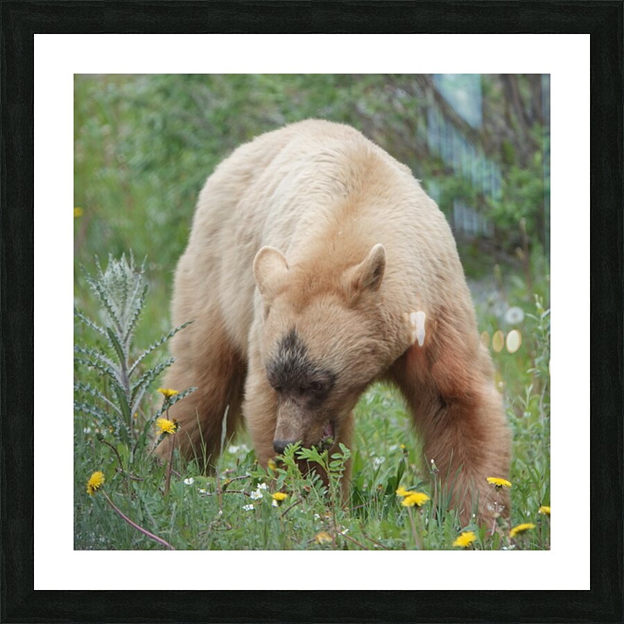 American Black Bear Picture Frame print