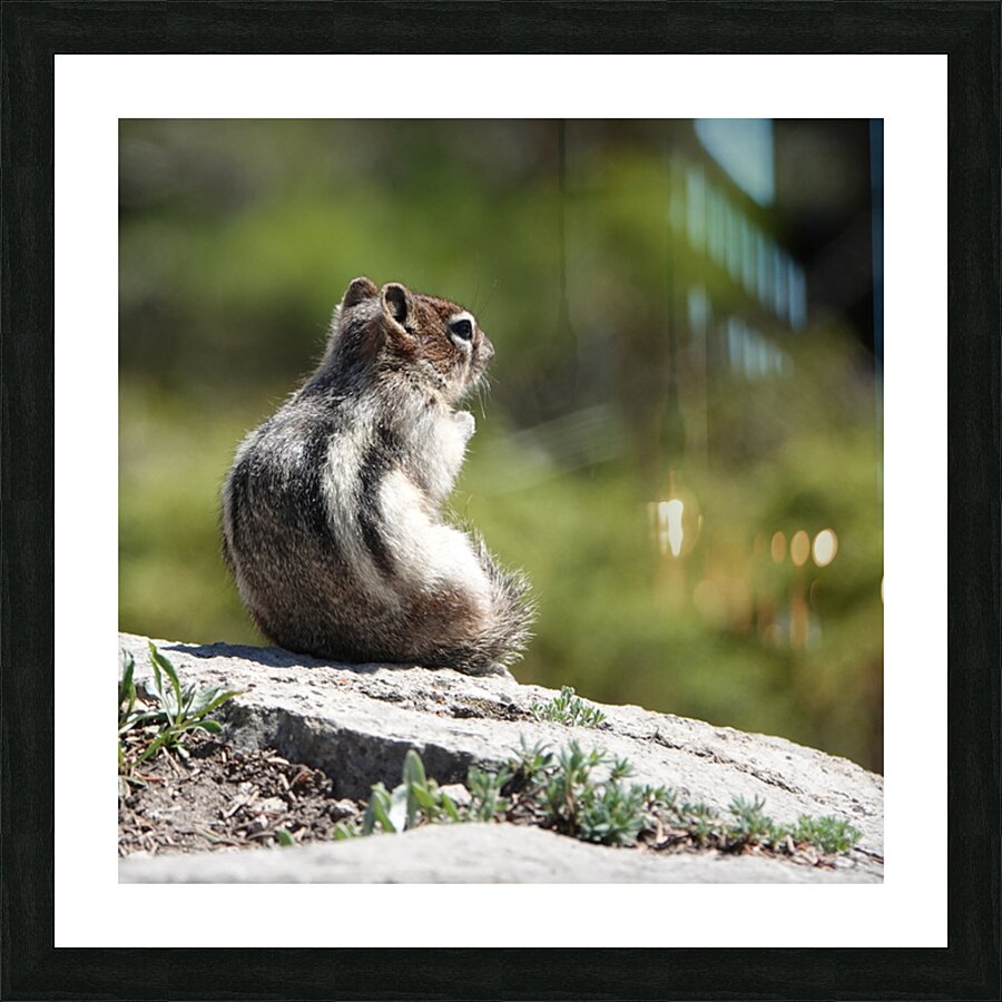 Cute chipmunk admiring a view 2 Picture Frame print