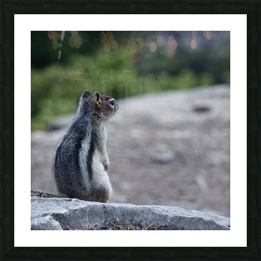 Cute chipmunk admiring a view 1 Picture Frame print