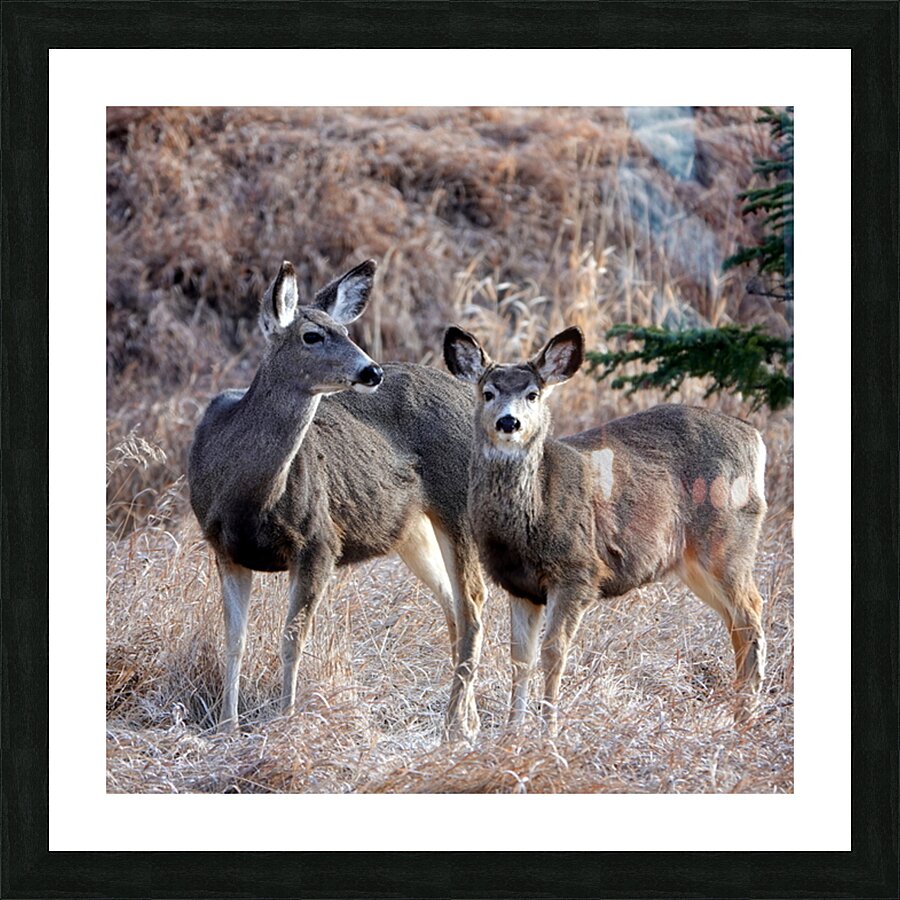 Mule Deer  Picture Frame print