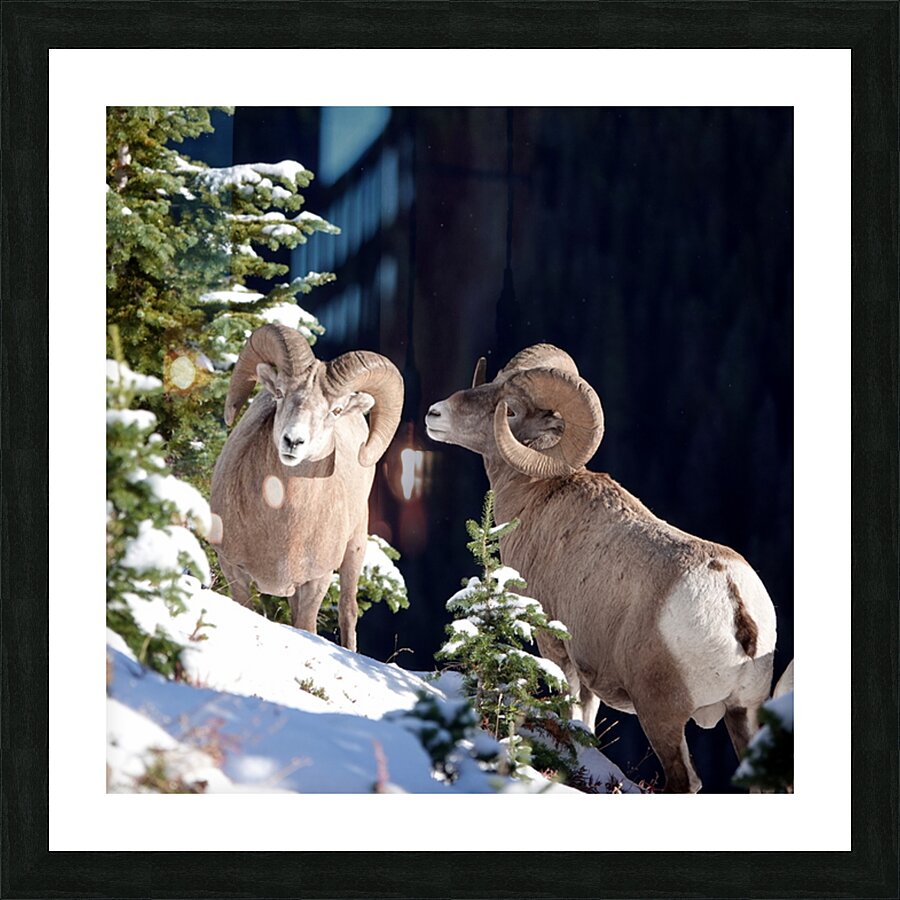 Bighorn ship Picture Frame print