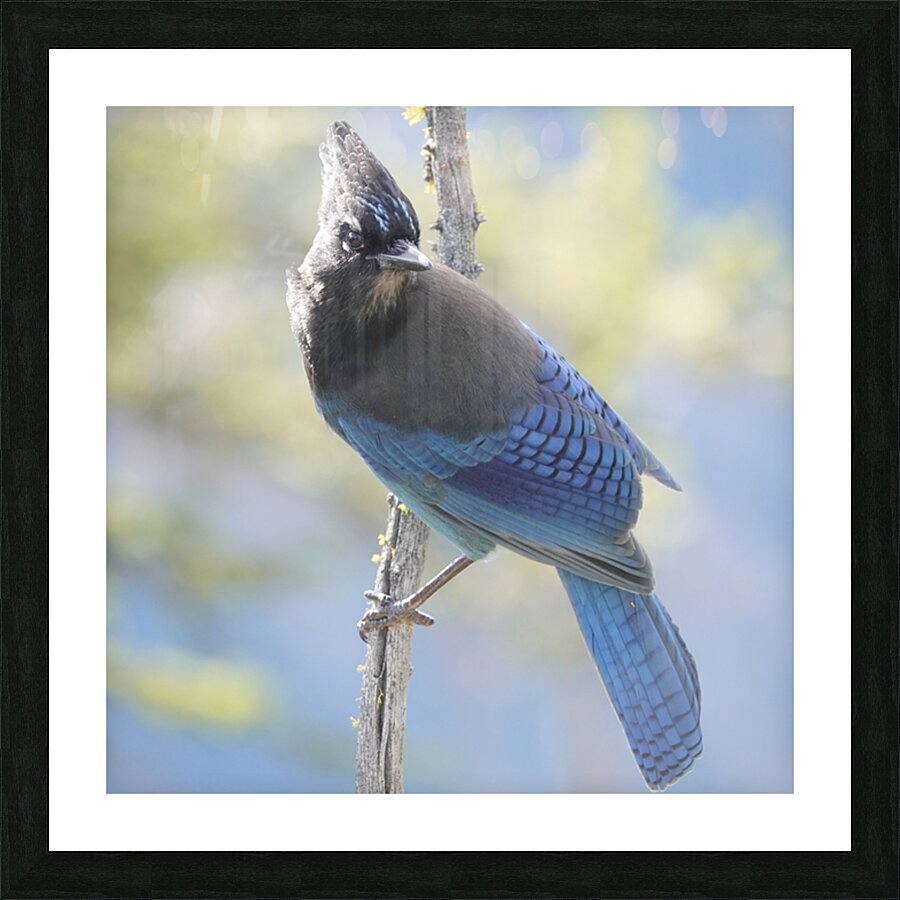 Steller’s Jay Picture Frame print