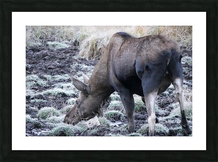 Cow moose 2 Picture Frame print
