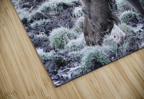 Cow moose 2 Danilov Alpine Works puzzle