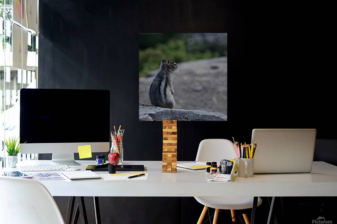 Cute chipmunk admiring a view 1 Reproduction