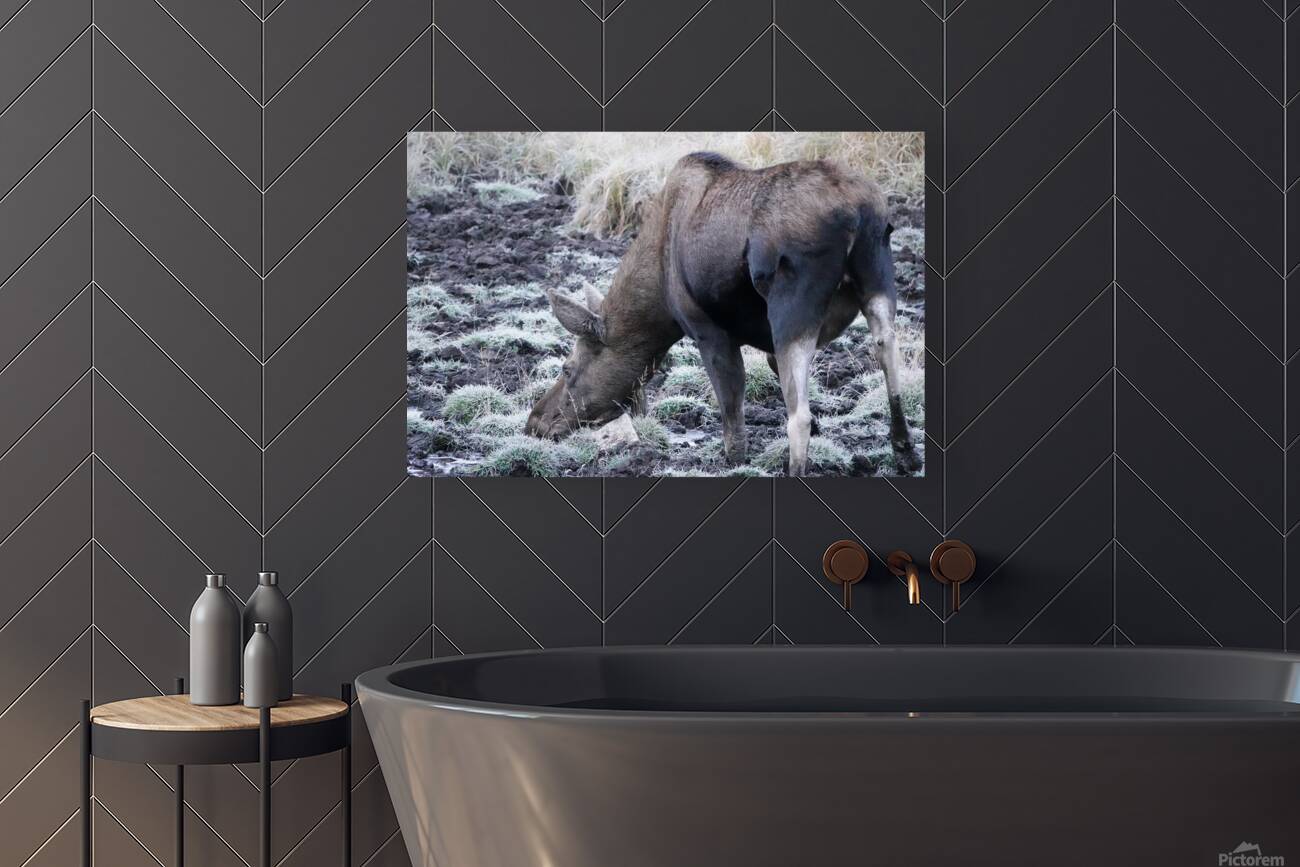 Cow moose 2 Reproduction