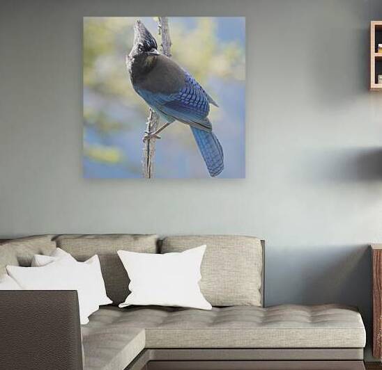 Steller’s Jay by Danilov Alpine Works