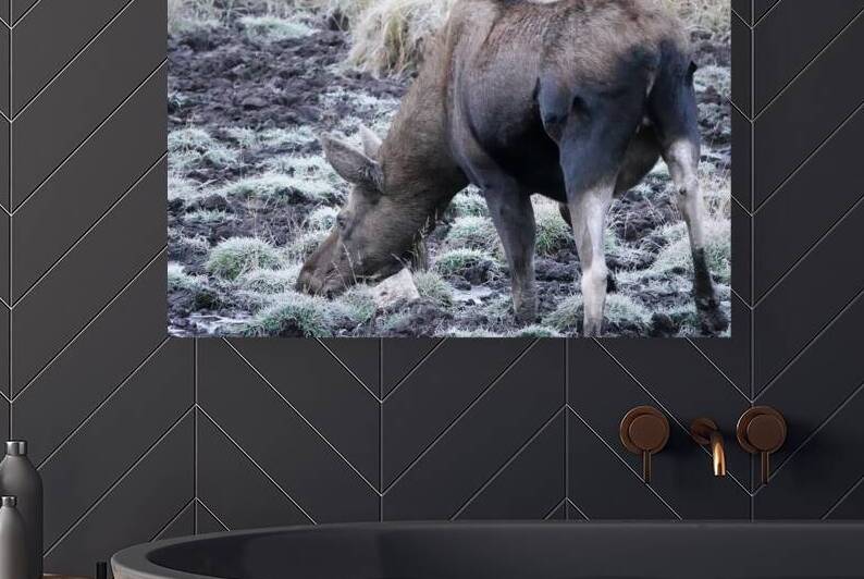 Cow moose 2 Reproduction